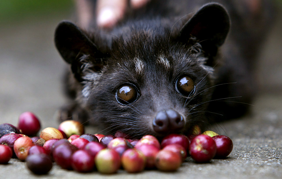 binatang luwak