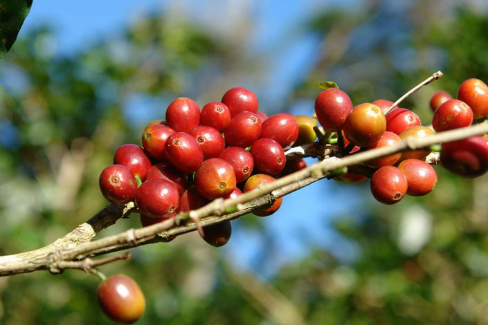 Single origin bermula dari daerah asal dimana kopi itu ditanam.