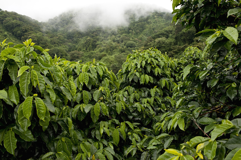 varietas kopi