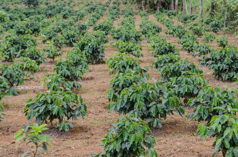 kebun kopi