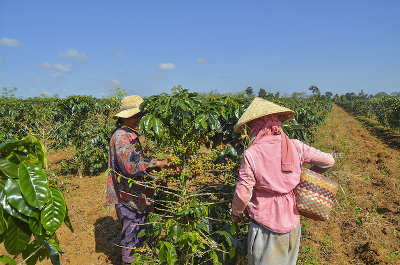 kopi jember