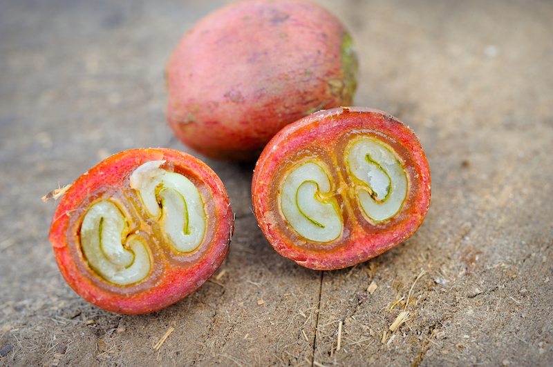buah kopi mentah