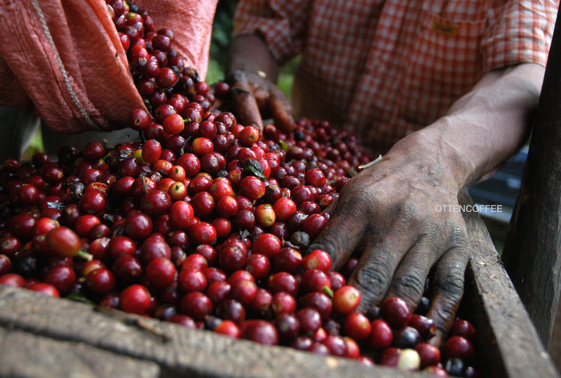 buah kopi