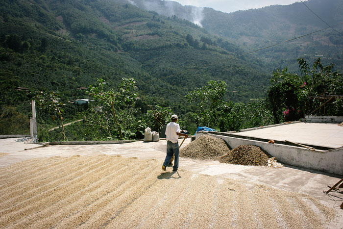 merapikan biji kopi pada proses penjemuran semi-wash