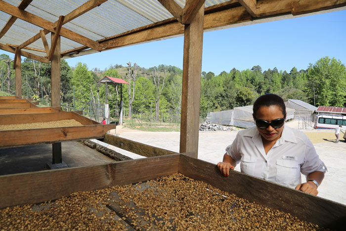 kopi dijemur dengan teduhan pada proses honey