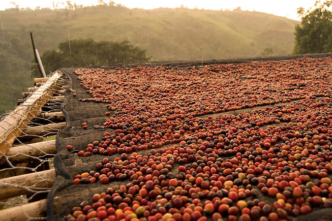 penjemuran ceri kopi di lahan pegunungan