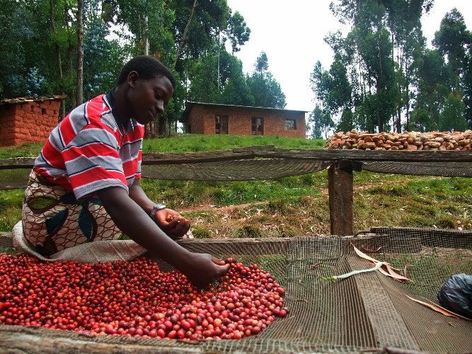 kopi Burundi