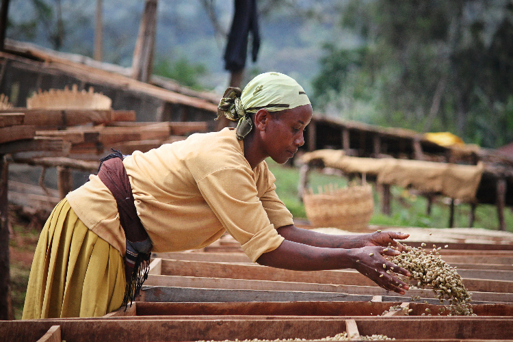 kopi Ethiopia