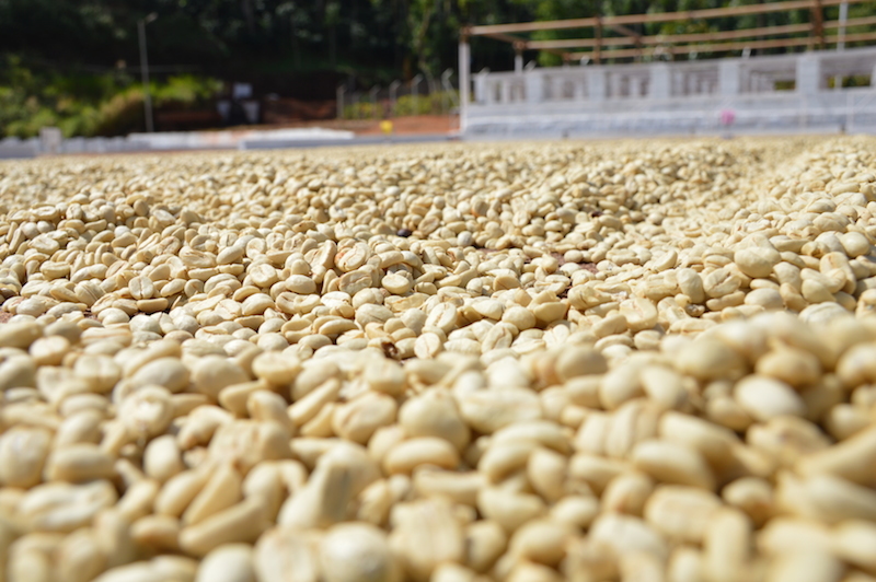 Photo credit by venezianocoffee.com.au