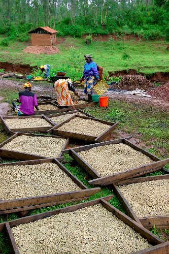 Tempat-tempat pengolahan biji kopi di Rwanda
