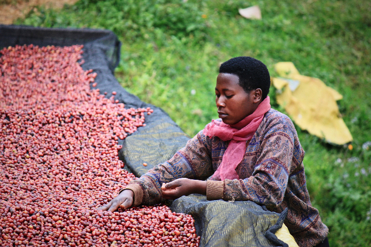 Biji yang dipetik hanya yang benar-benar telah matang dan berwarna merah saja, itulah sebabnya kenapa kopi-kopi dari negara ini berasa dahsyat. :p
