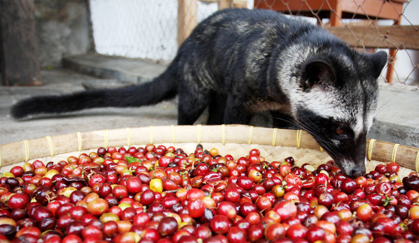 kopi-luwak