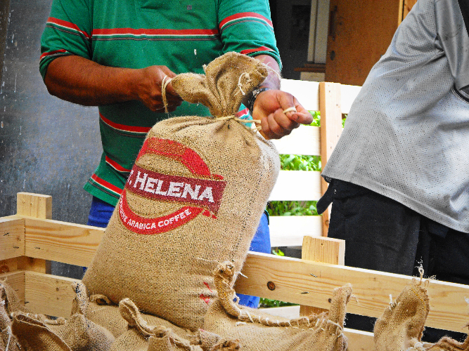 Green bean St. Helena siap didistribusikan.