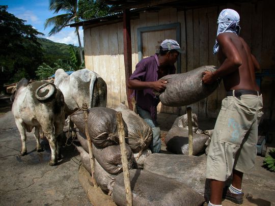 Para pekerja Kuba menumpuk karung-karung kopi di sebuah gudang kecil di daerah pegunungan Sierra Maestra, di provinsi bagian timur Santiago de Cuba.