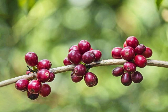 ipe Bourbons on the branch, protected from the sun by shade trees. Credit: V. Handskemager Wagner