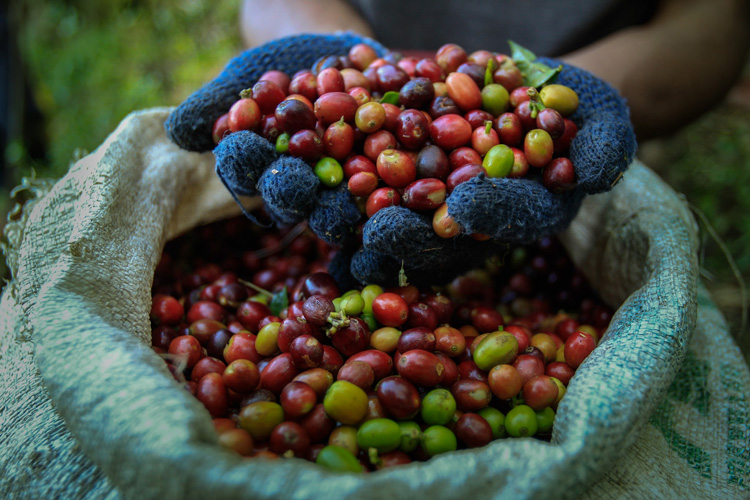 MENGENAL KOPI TORAJA SAPAN YANG EKSOTIS