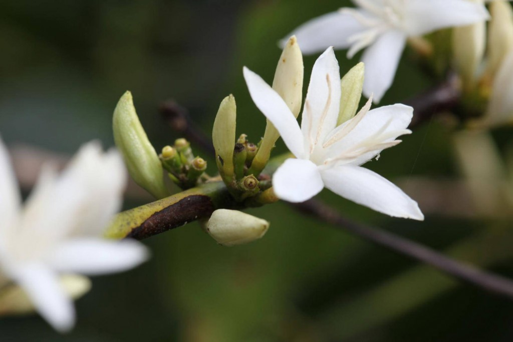 coffee-flower