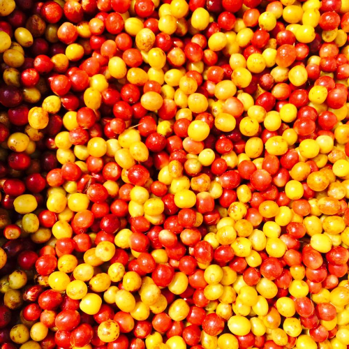 Cherry kopi di perkebunan O'Coffee.