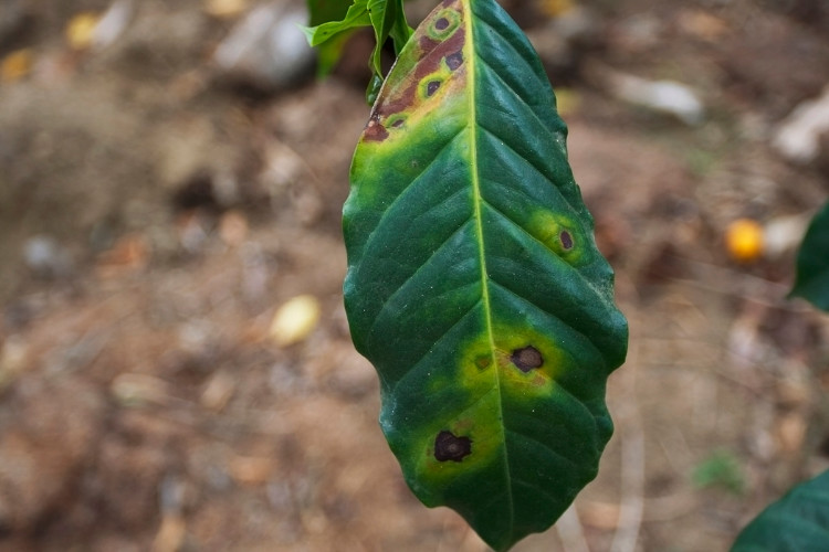 Contoh hama pada daun.