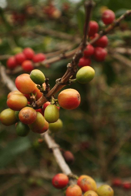 Dahan yang baik umumnya akan menghasilkan hasil cherry kopi yang baik.