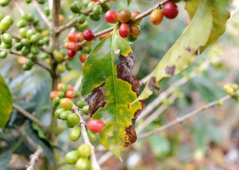 COFFEE LEAF RUST