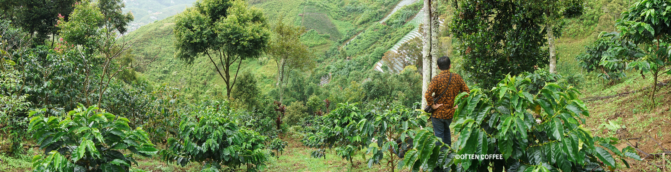 Panorama kebun kopi di Koto Baru. (Bukan, bukan. Itu bukan Menteri Pertanian).