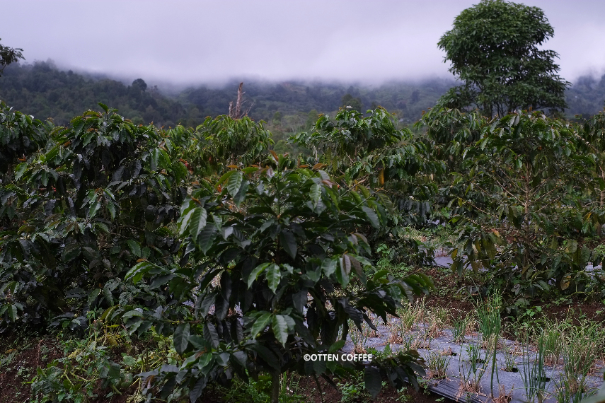 Kebun kopi di Aka Gadang.