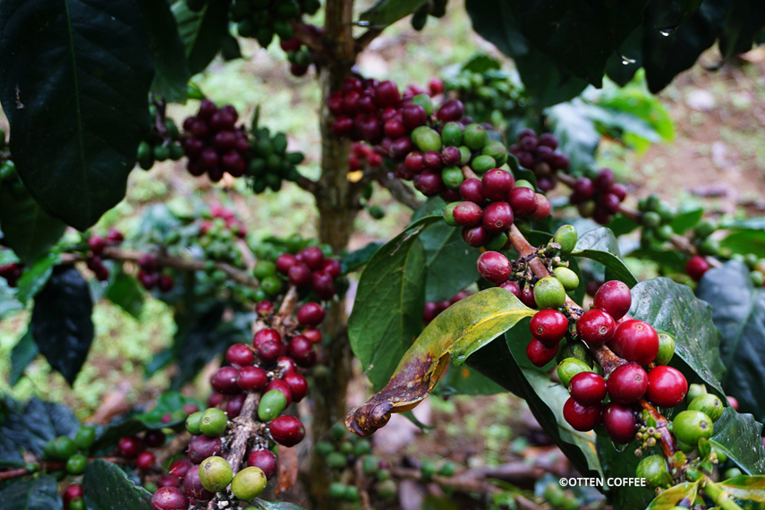cherry-cherry-kopi-yang-siap-dipanen