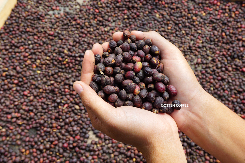 Kopi proses natural yang hampir memasuki seminggu.