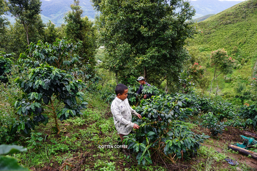 petani-kopi-memanen-kopi