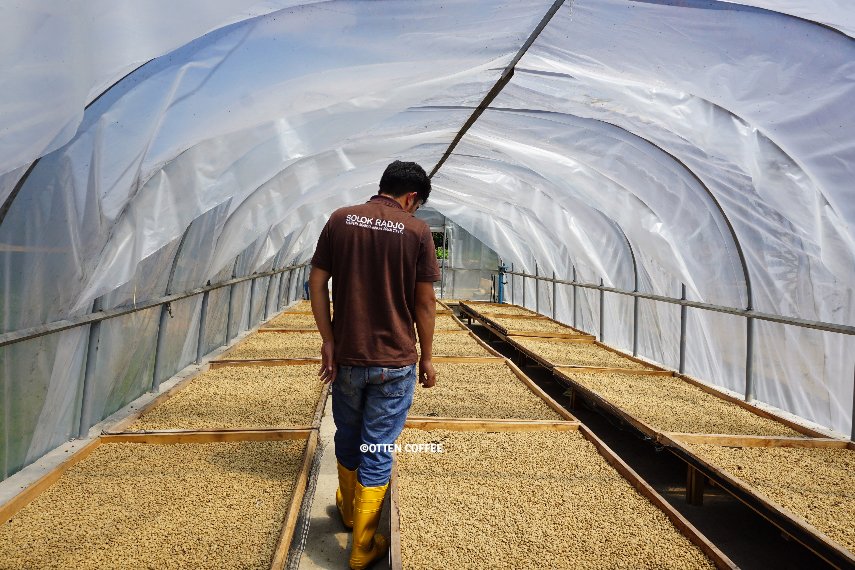 seseorang melihat hasil penjemuran biji kopi di dalam ruang teduhan