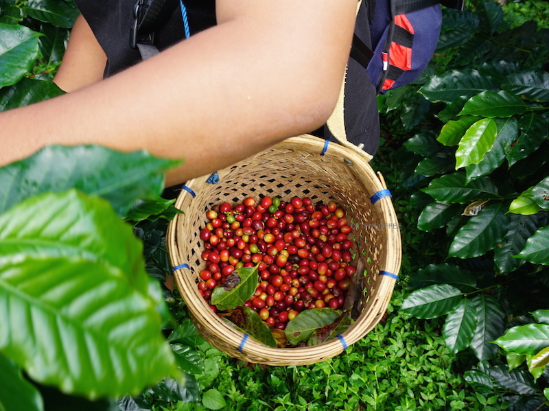 Bosh fotosurati bilan mushukka mushtlash