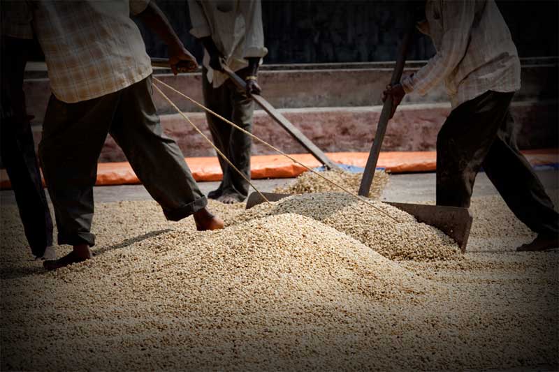 Petani kopi sedang mengolah buah kopi