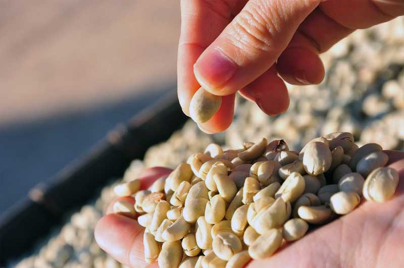 sortasi kopi green bean