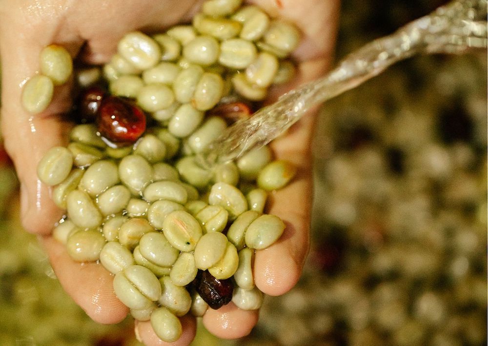 proses cuci coffee grean bean