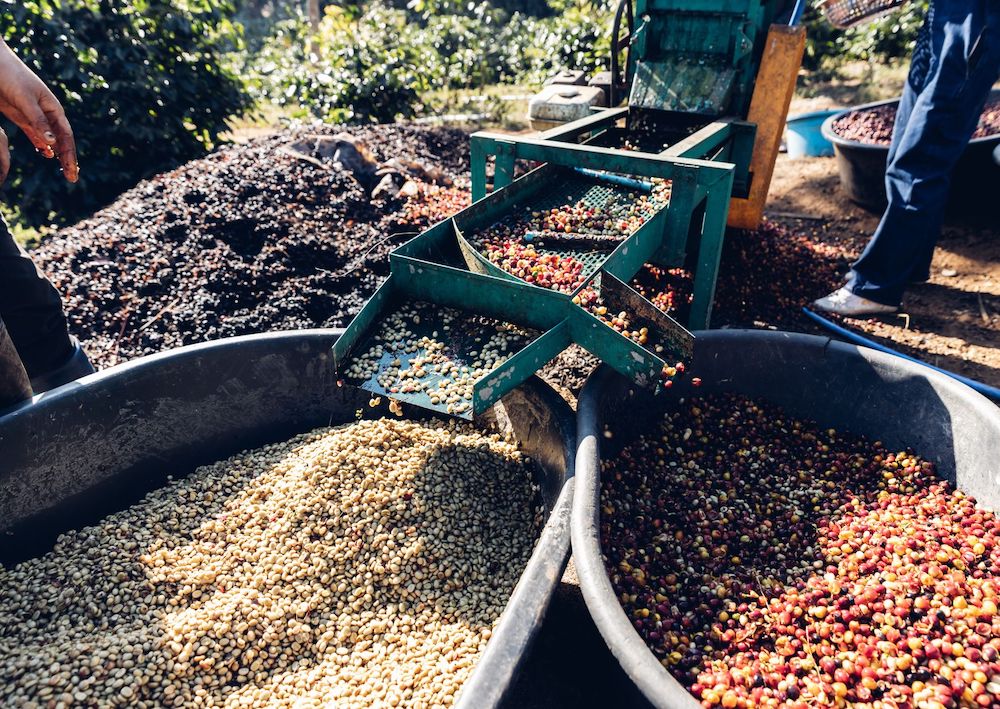 proser pengupasan kulit ceri kopi