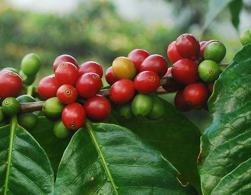 kafein kopi