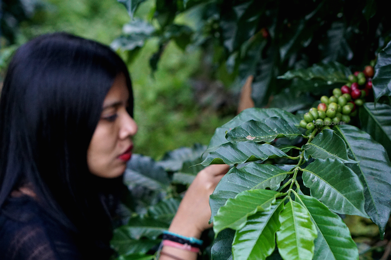 melihat ceri kopi