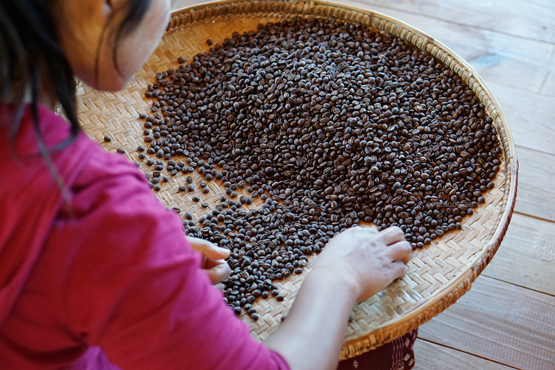 sortir biji kopi