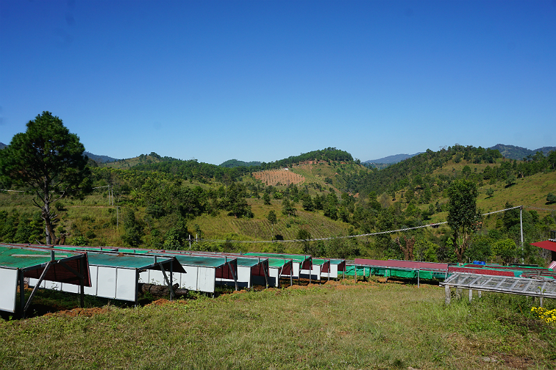 pemandangan stasiun penjemuran kopi di single origin trip
