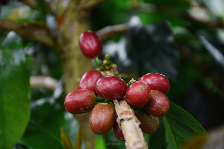 This image has an empty alt attribute; its file name is ceri-kopi.jpg