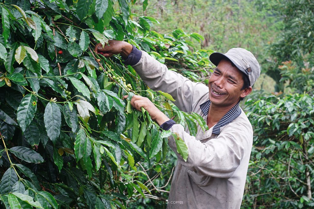 petani gayo
