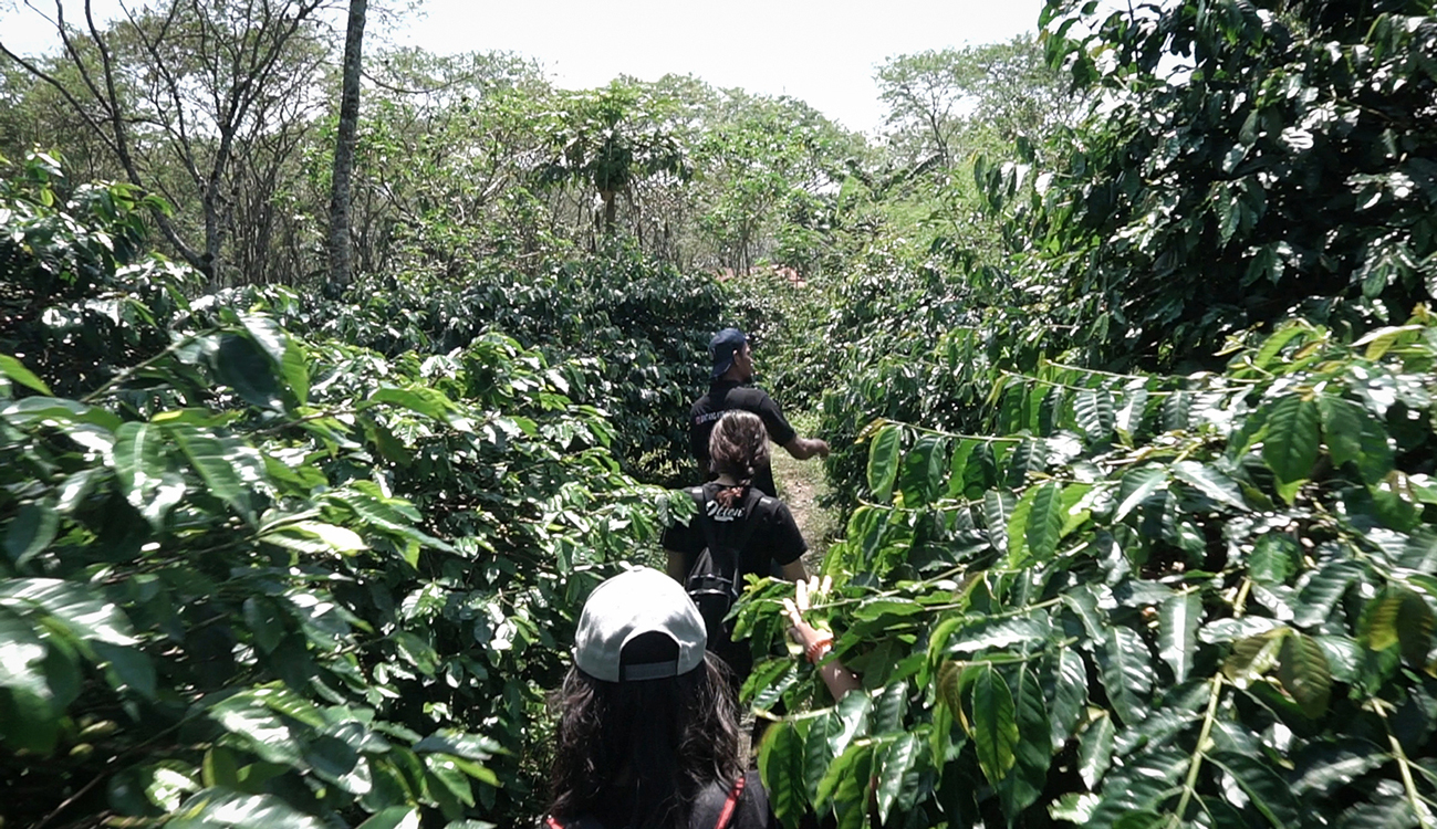 menyusuri kebun