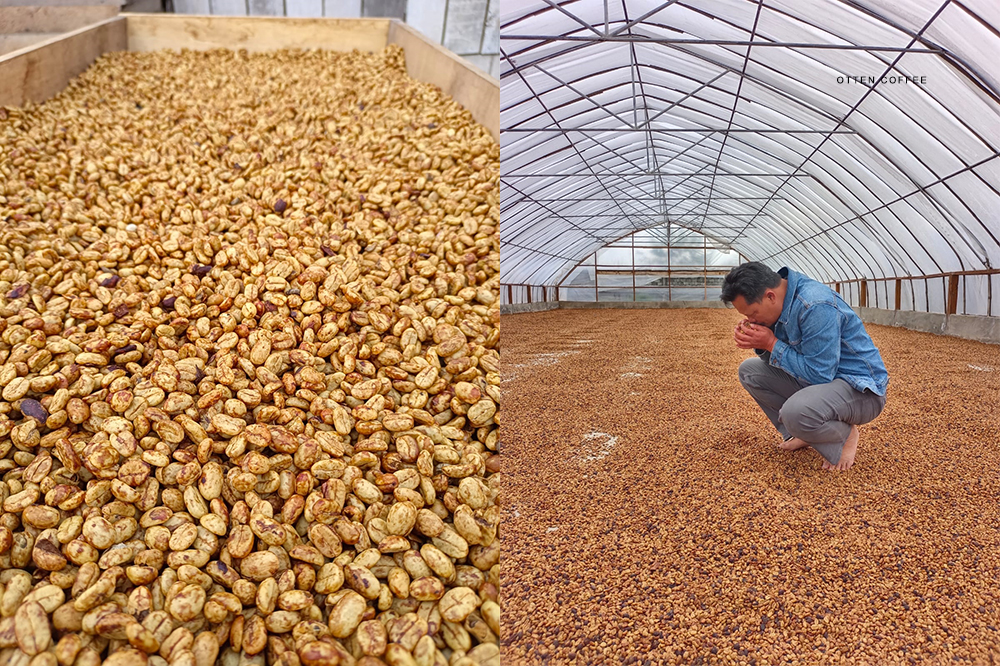 petani kopi gayo