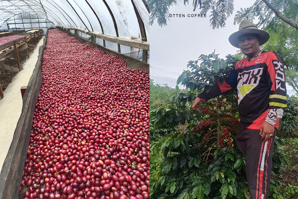 kopi specialty dari gayo