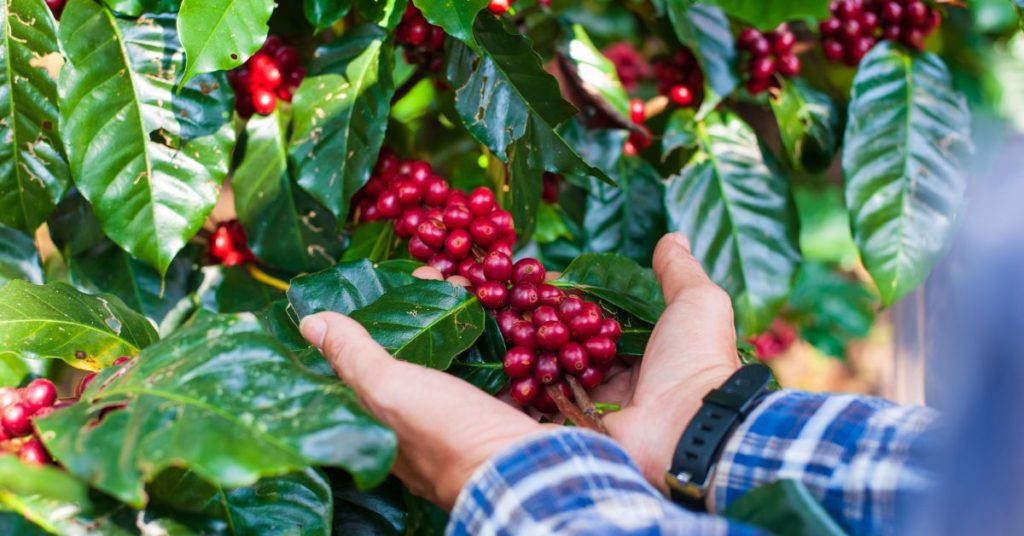 Tanaman Kopi menghasilkan buah kopi, Tanaman kopi bisa menghasilkan buah Kopi sepanjang tahub