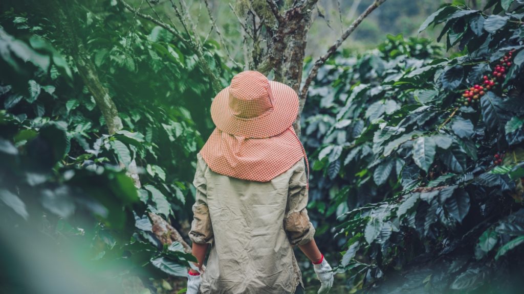 investasi kebun kopi
