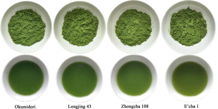 karakter warna bubuk matcha