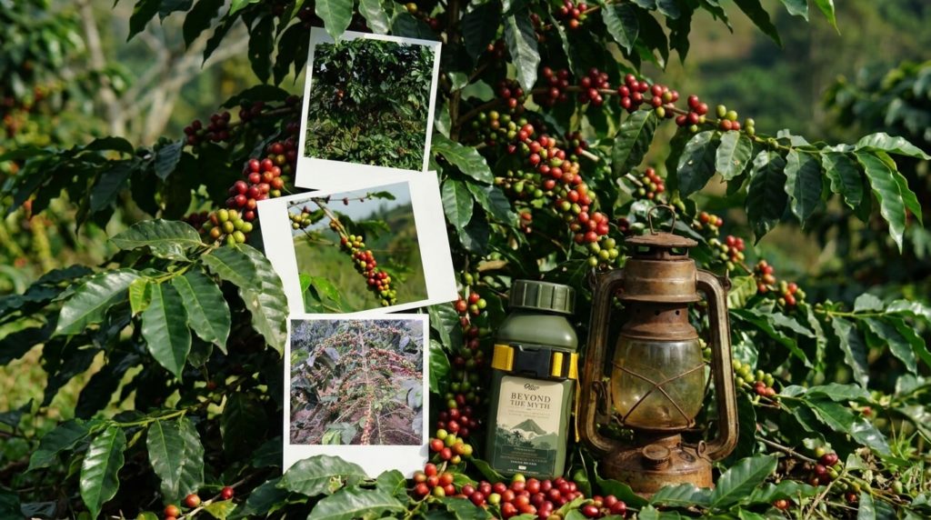 kopi gunung kawi